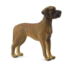 Great Dane (3 Years +)