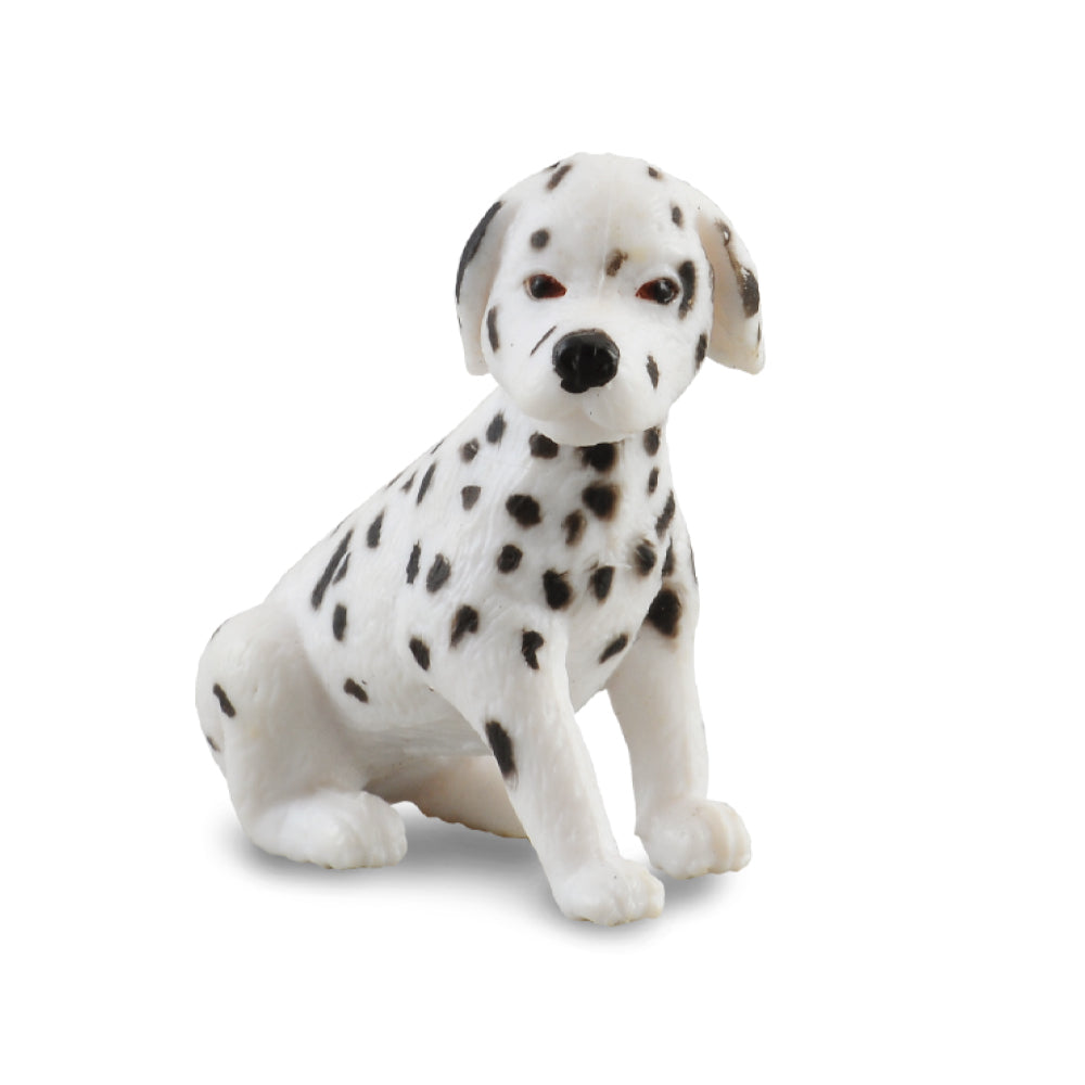 Dalmatian Puppy (3 Years +)