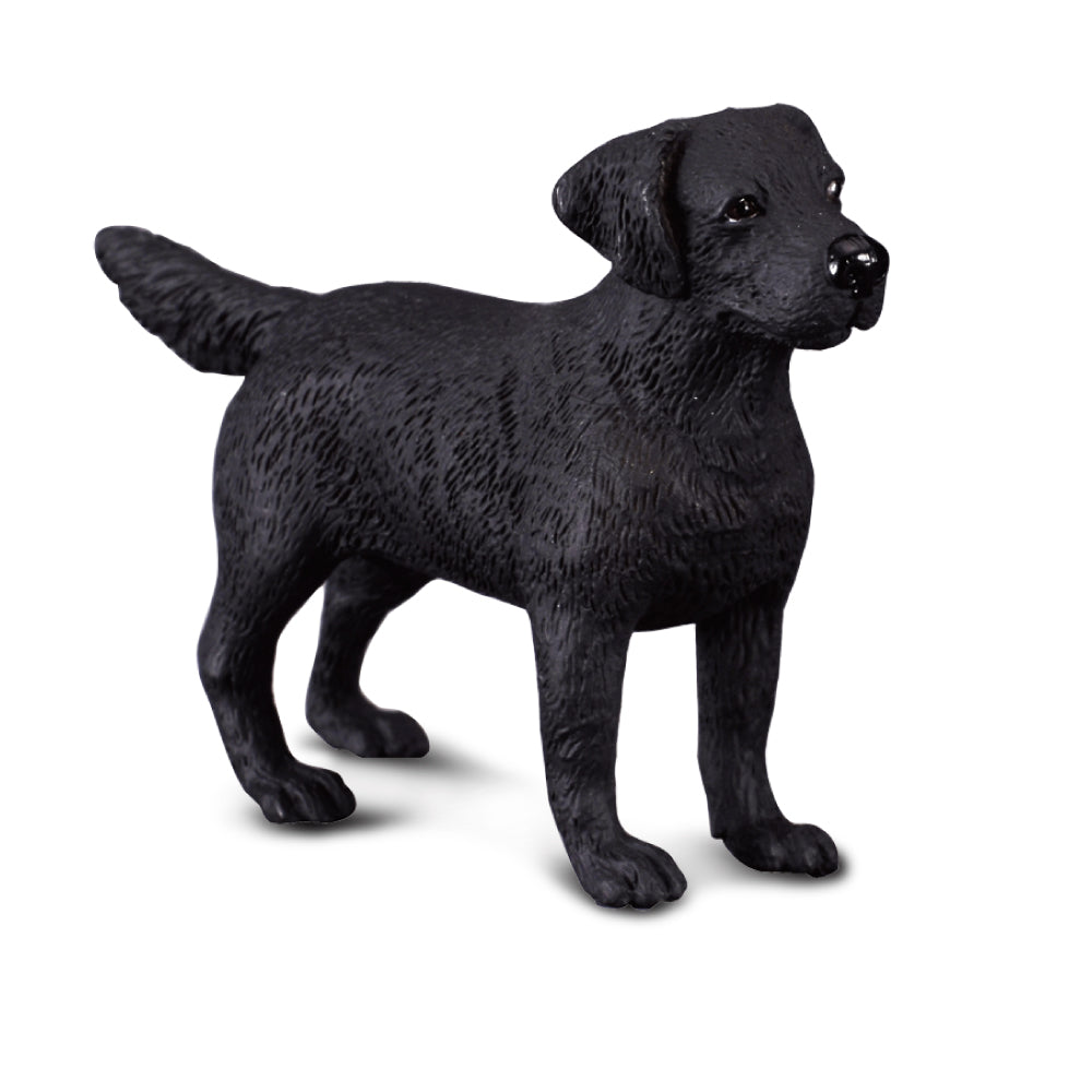 Labrador Retriever (3 Years +)