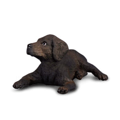 Labrador Retriever Puppy (3 Years +)