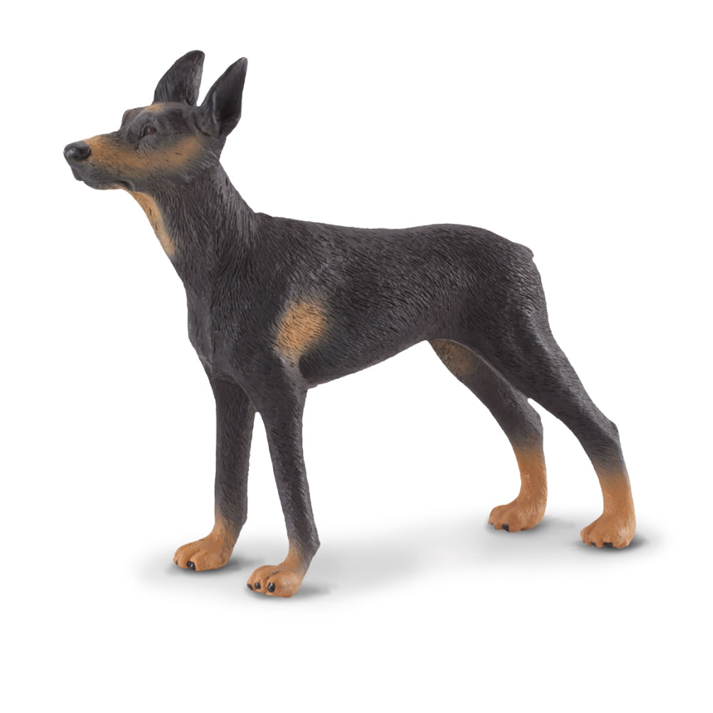 Doberman Pinscher (3 Years +)