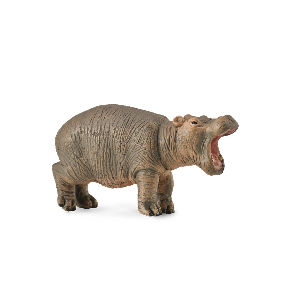 Hippopotamus Calf (3 Years +)