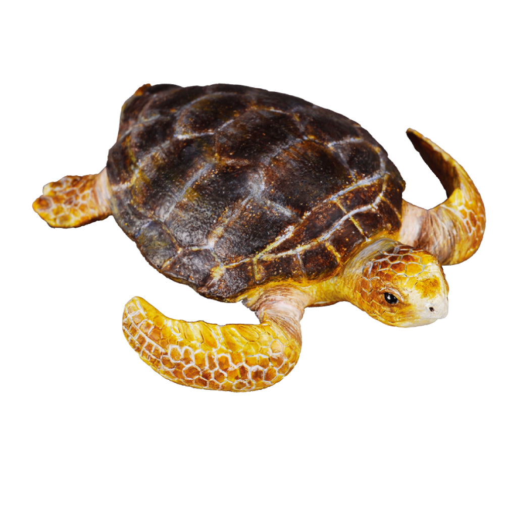 Loggerhead Turtle (3 Years +)