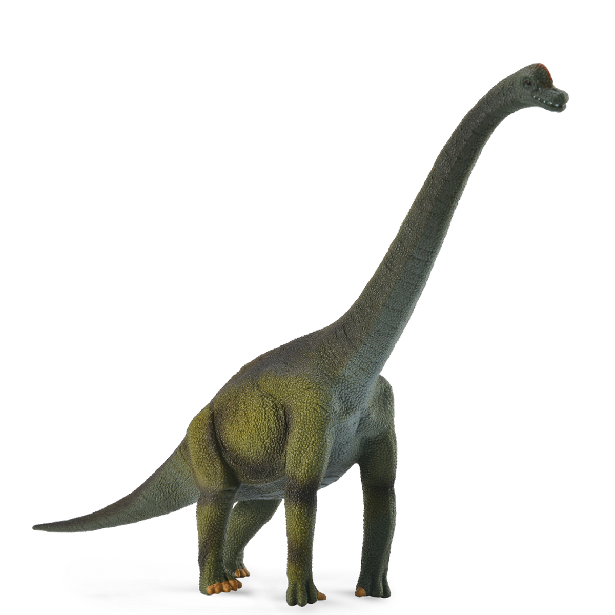 Brachiosaurus (3 Years +)