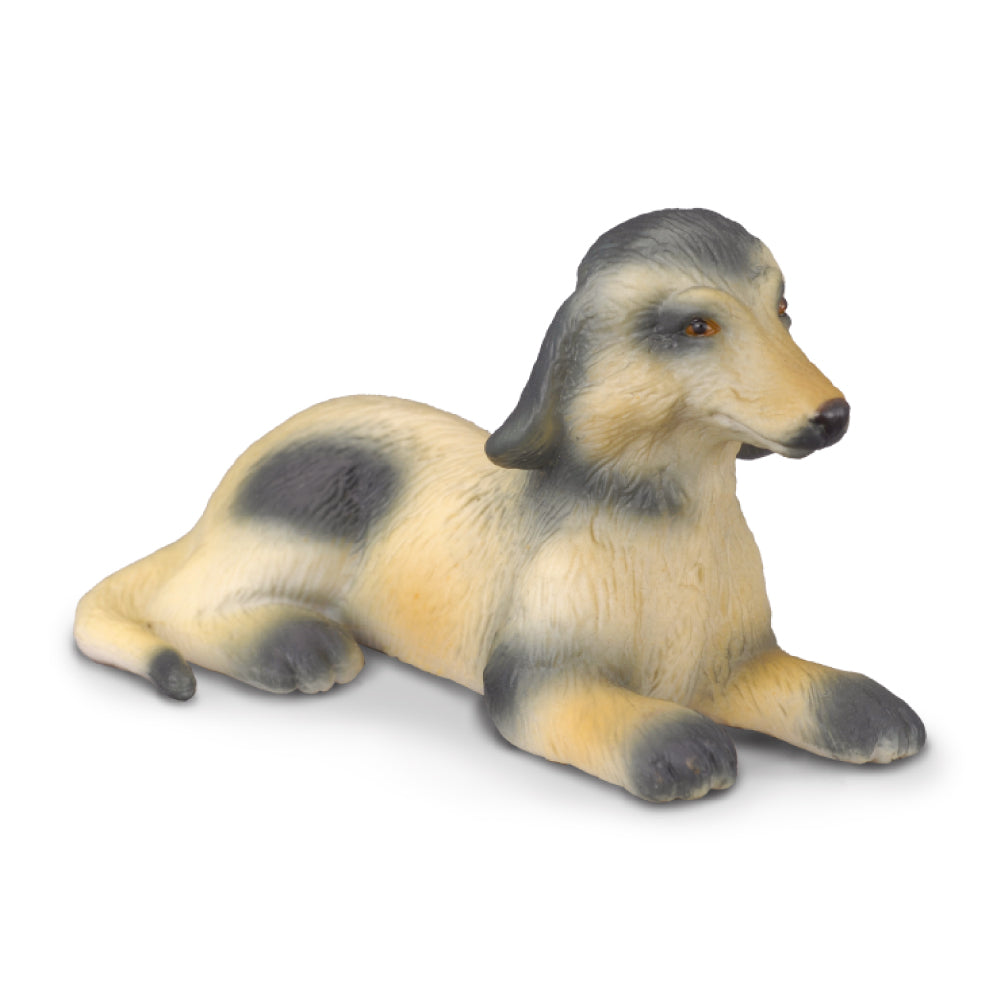 Afghan Hound Puppy (3 Years +)