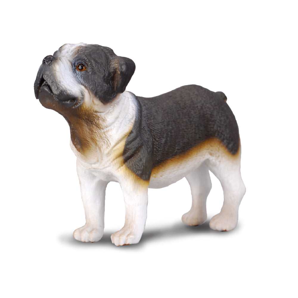 Bull Dog (3 Years +)