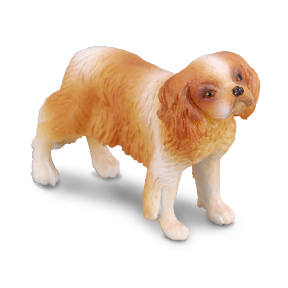 Cavalier King Charles Spaniel (3 Years +)