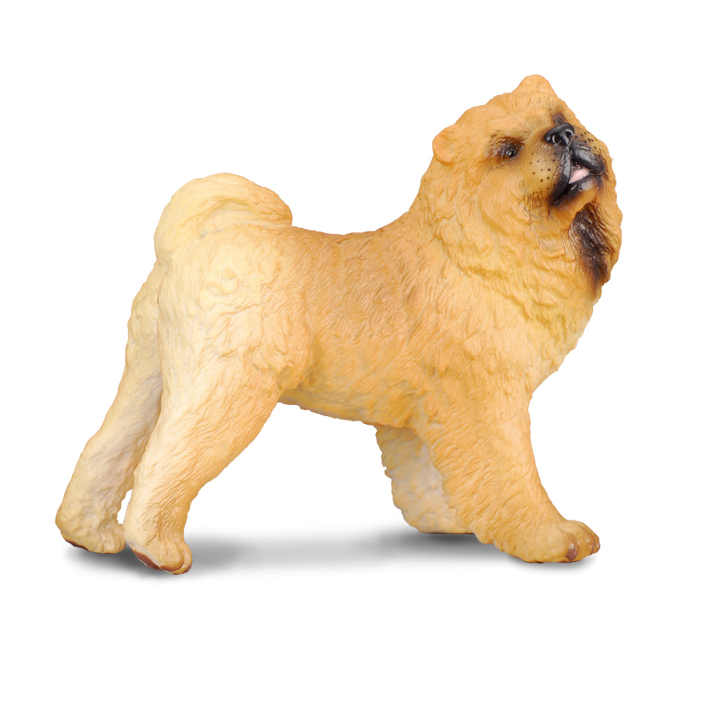 Chow Chow (3 Years +)