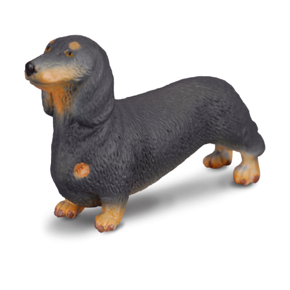 Dachshund (3 Years +)