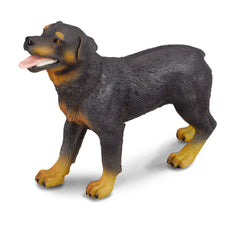 Rottweiler (3 Years +)