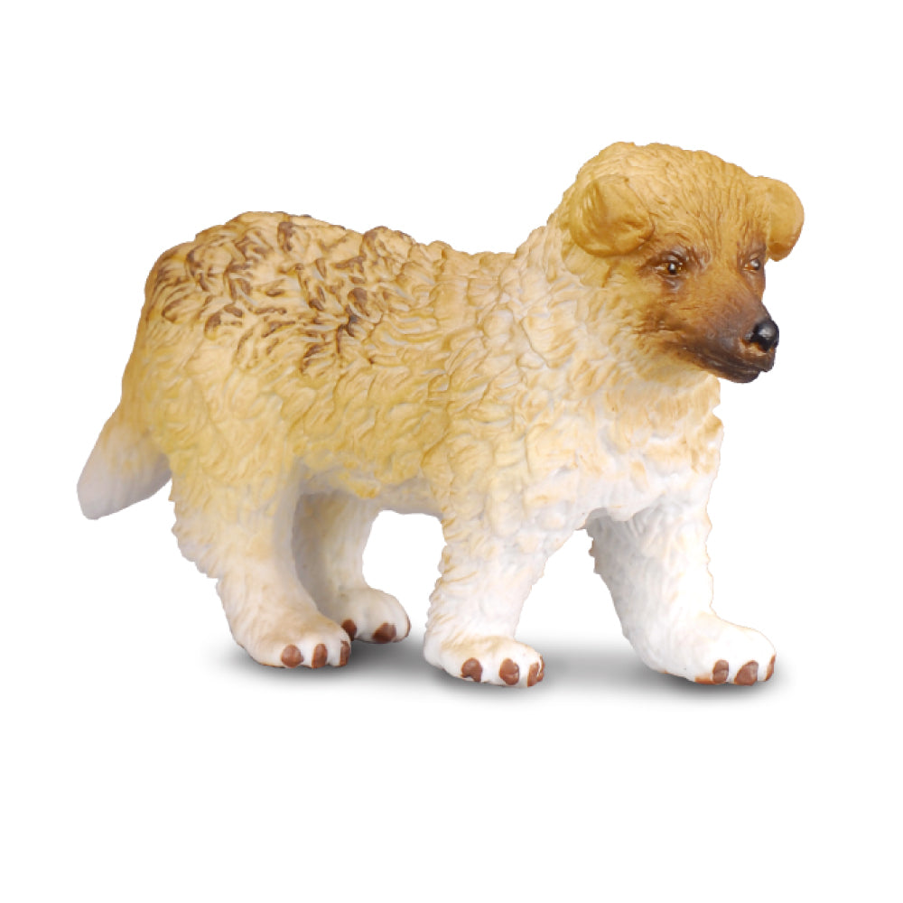 Rough Haired Collie Puppy (3 Years +)
