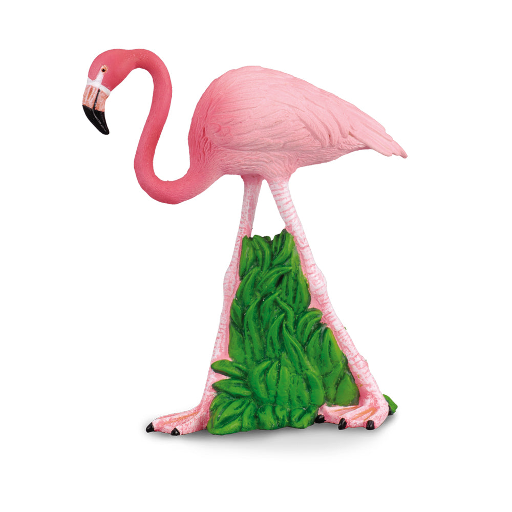 Flamingo (3 Years +)