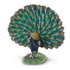 Peacock (3 Years +)