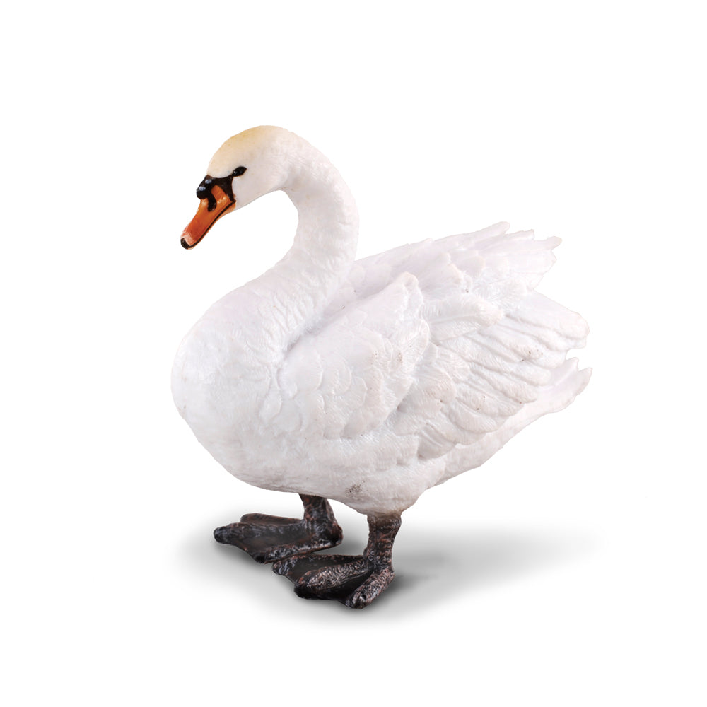 Mute Swan (3 Years +)