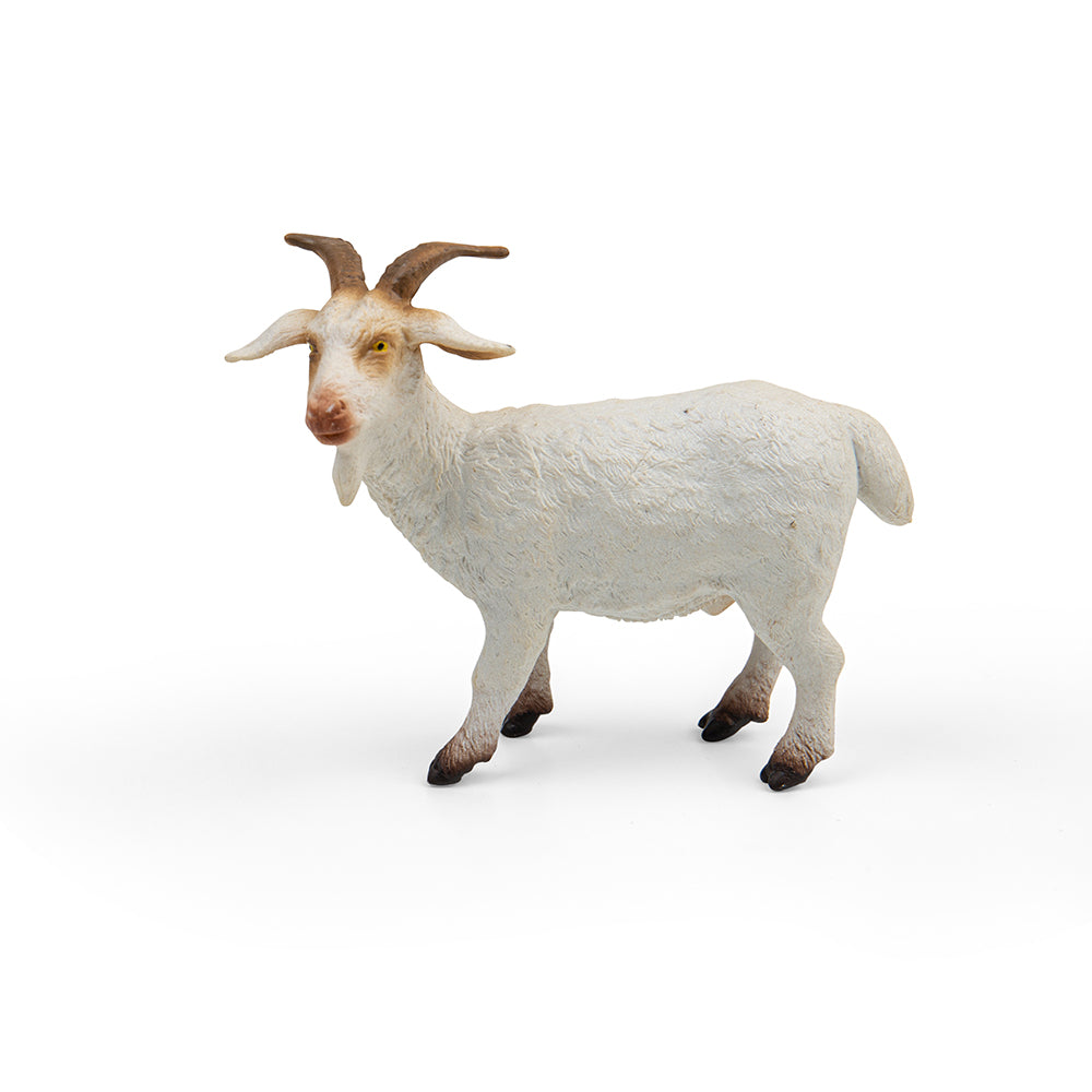 Billy Goat (3 Years +)