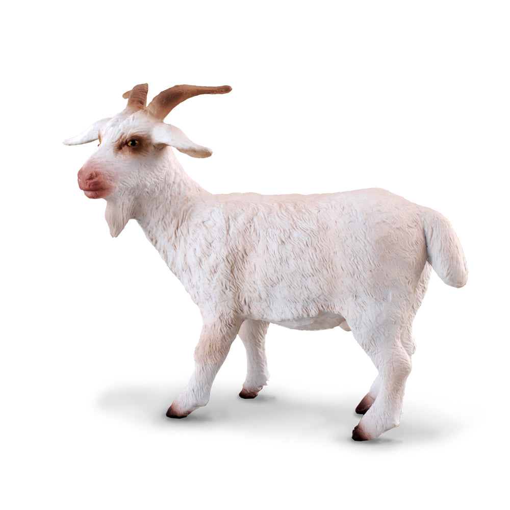 Billy Goat (3 Years +)