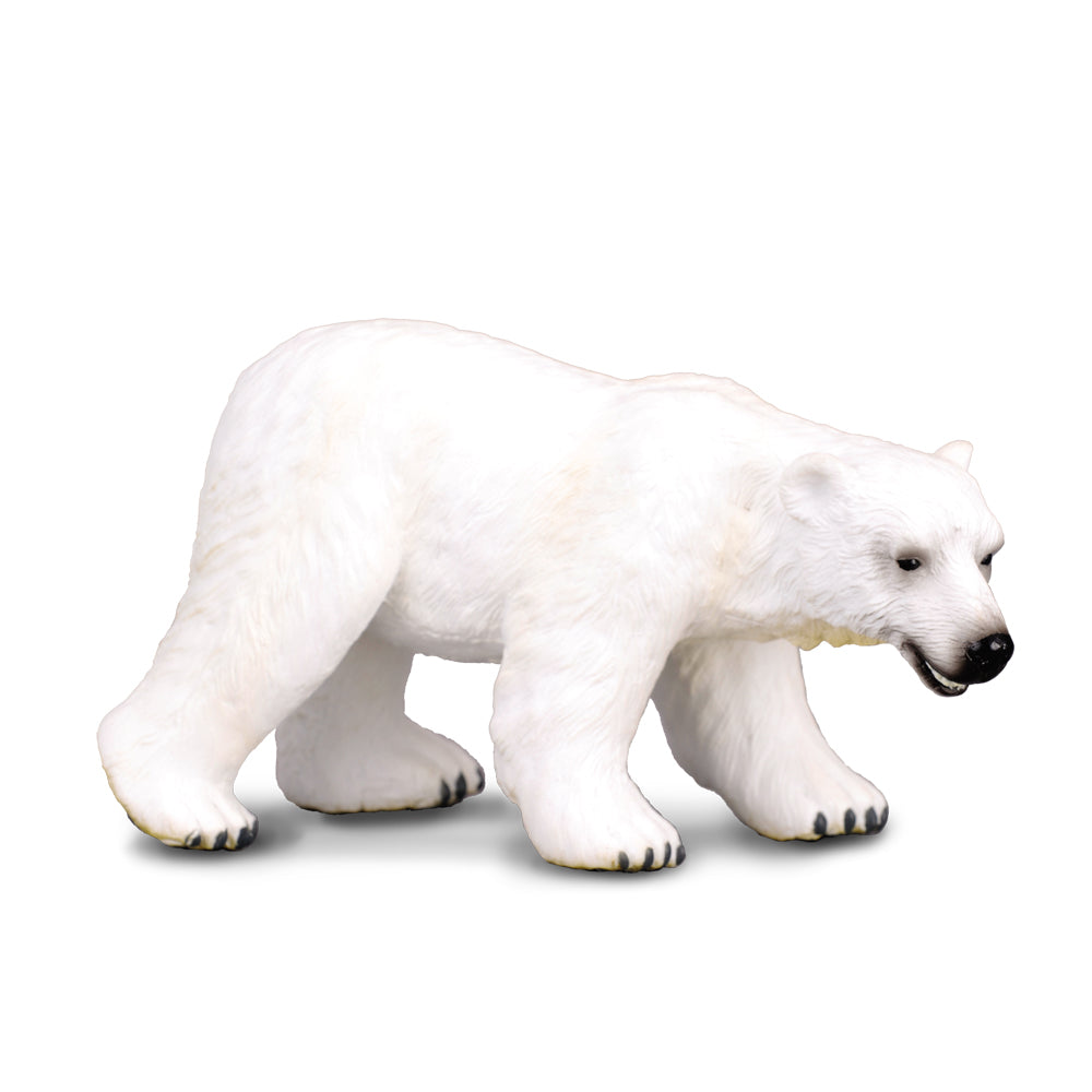 Polar Bear (3 Years +)