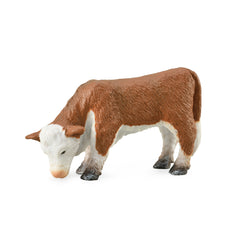 Hereford Calf Grazing (3 Years +)