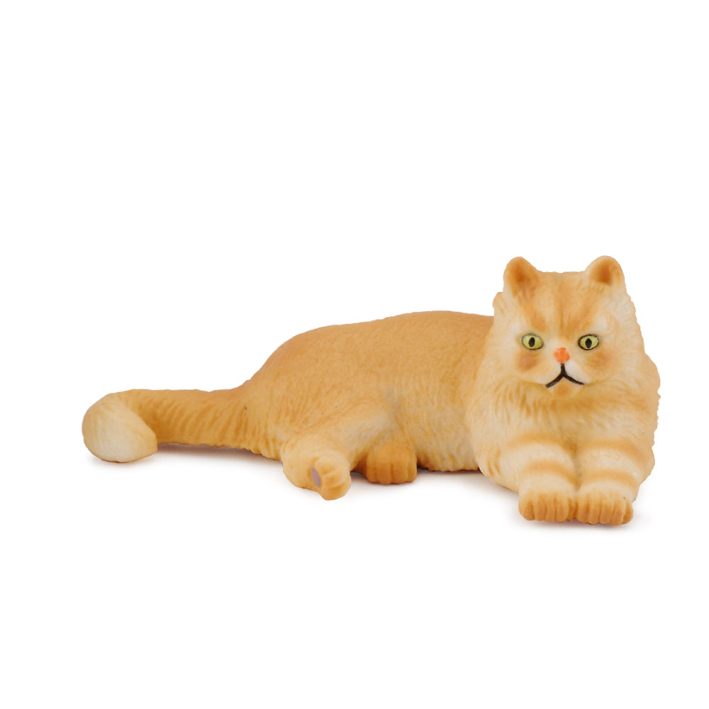 Persian Cat Lying (3 Years +)