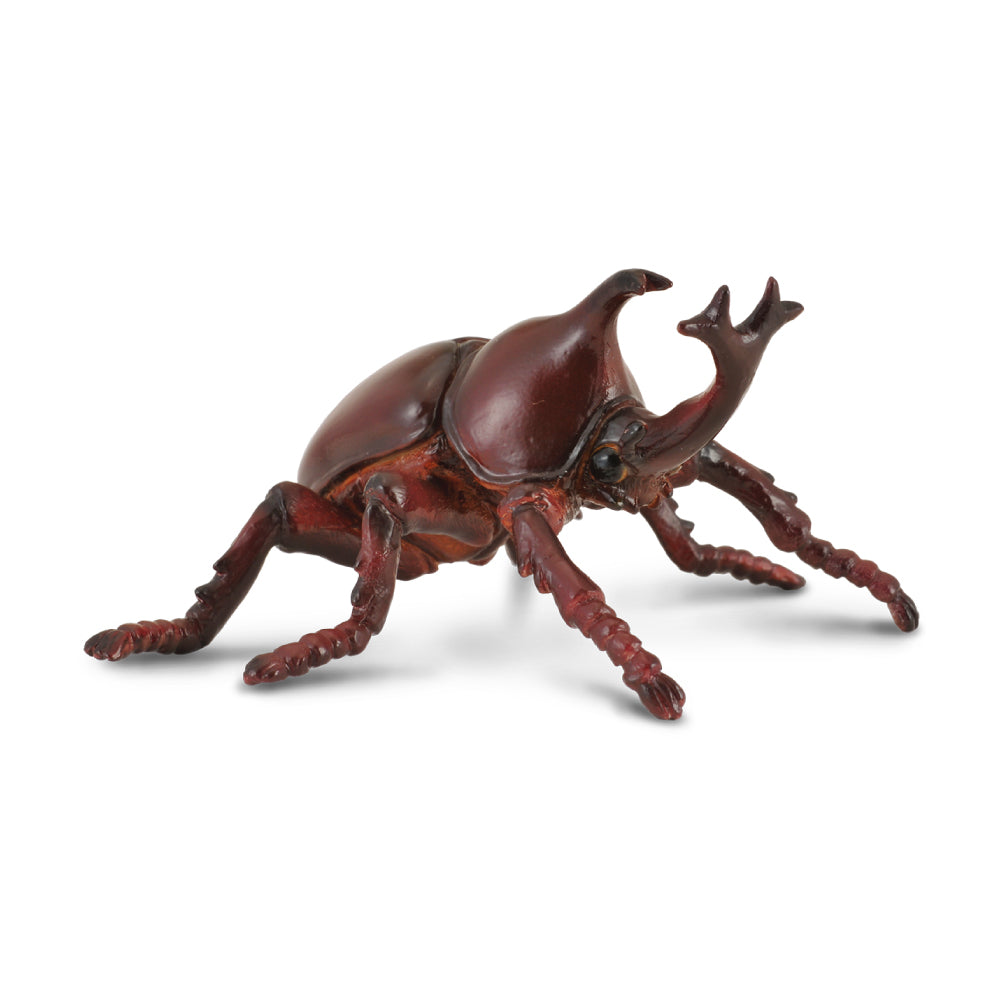 Rhinoceros Beetle (3 Years +)