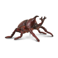 Rhinoceros Beetle (3 Years +)