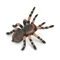 Mexican Redknee Tarantula (3 Years +)