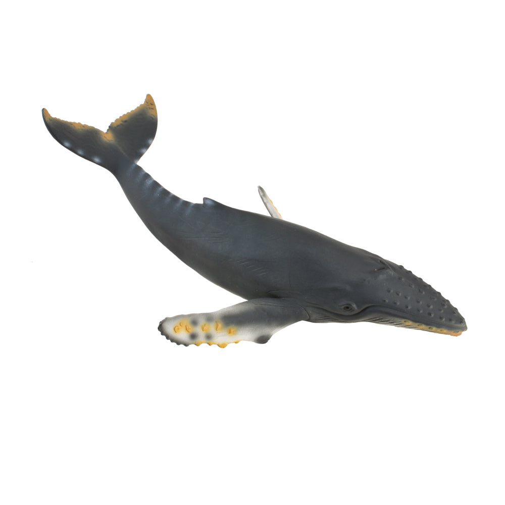 Humpback Whale (3 Years +)