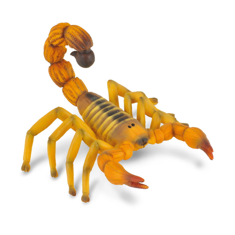 Yellow Fattailed Scorpion (3 Years +)