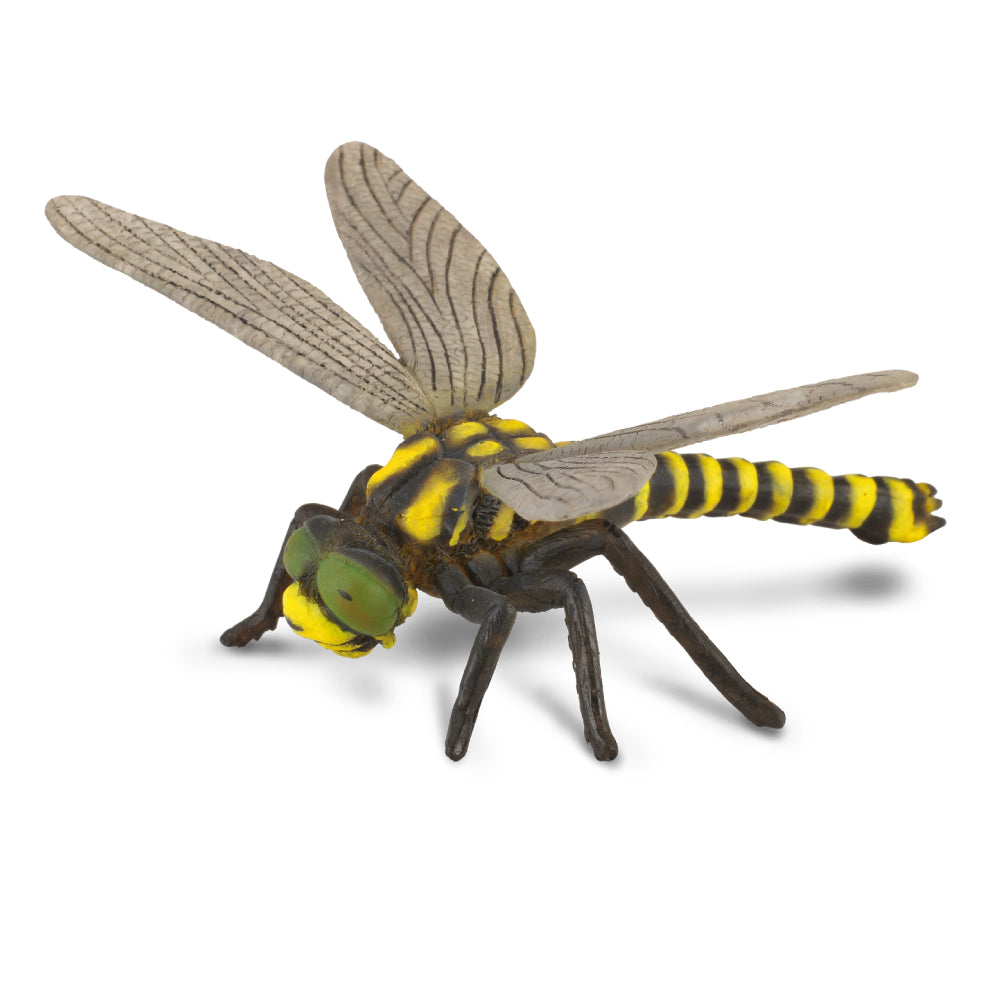 Goldenringed Dragonfly (3 Years +)