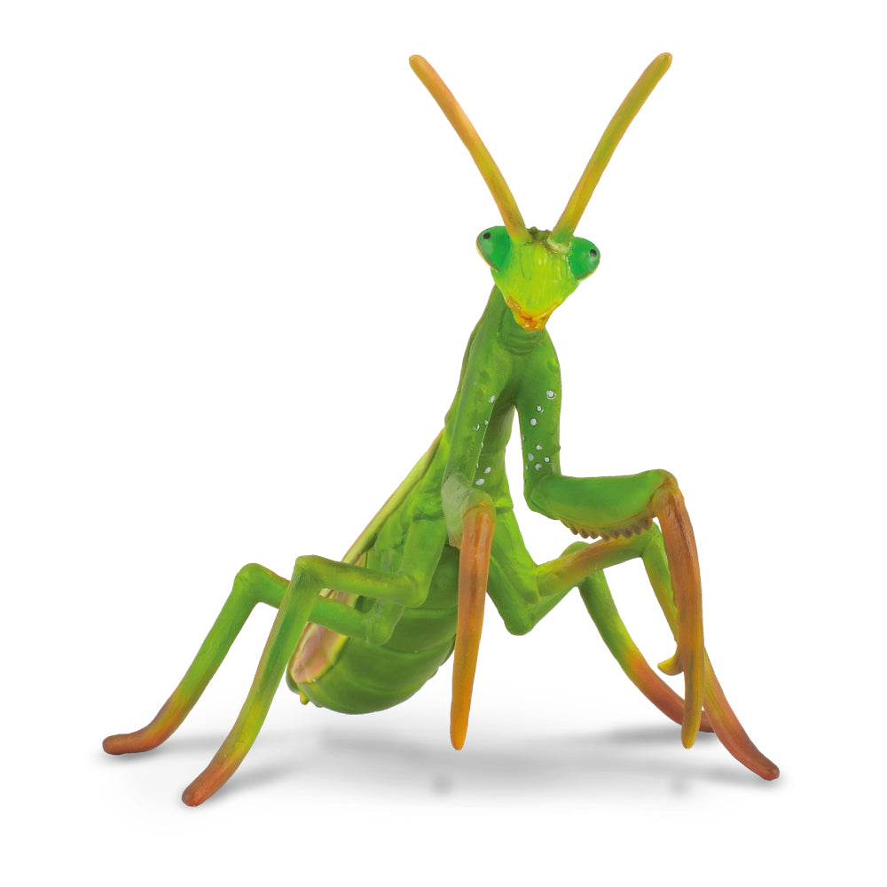 Praying Mantis (3 Years +)