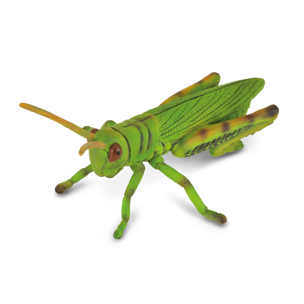 Grasshopper (3 Years +)