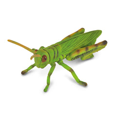 Grasshopper (3 Years +)