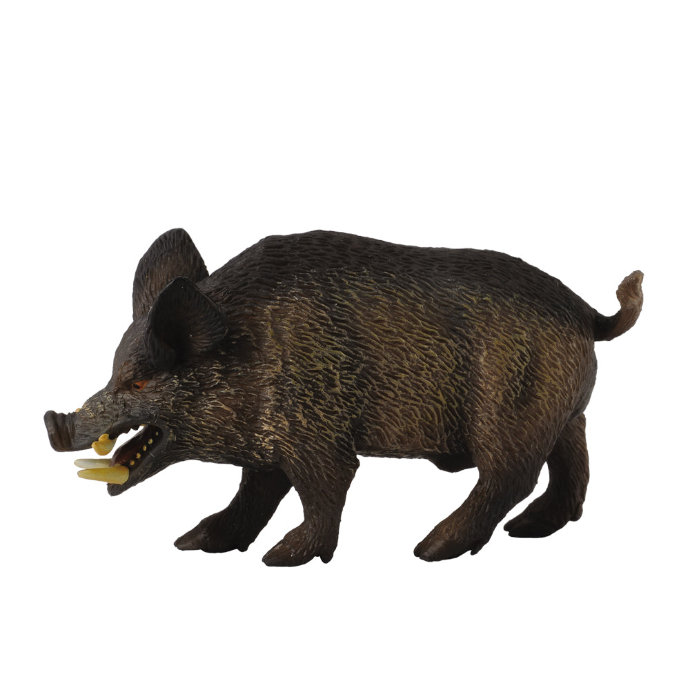Wild Boar (3 Years +)
