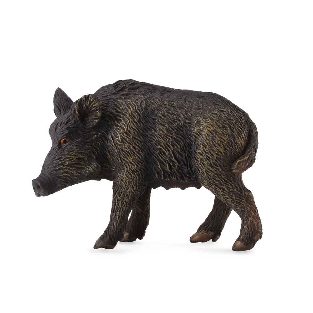 Wild Sow (3 Years +)