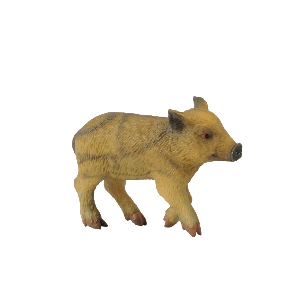Wild Piglet Walking (3 Years +)