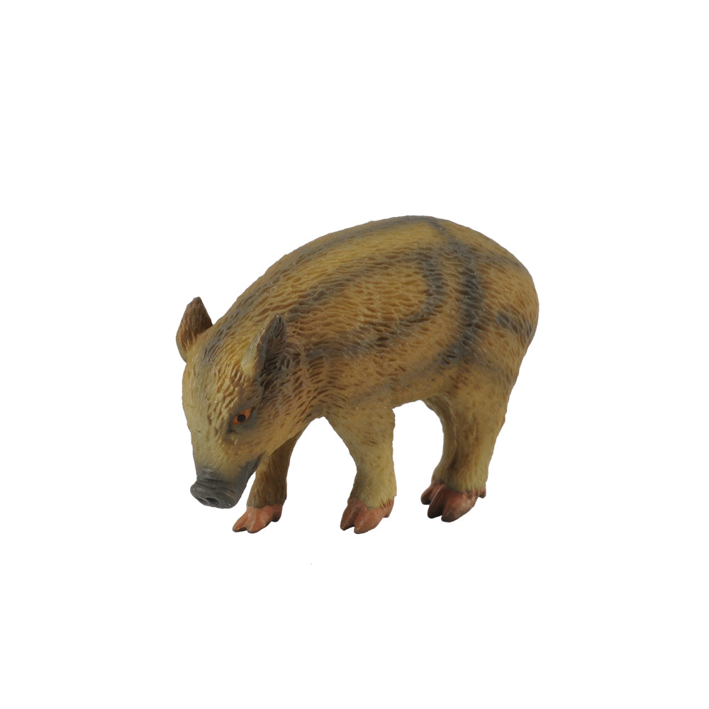 Wild Piglet Eating (3 Years +)