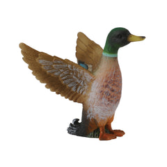 Mallard Duck Male (3 Years +)