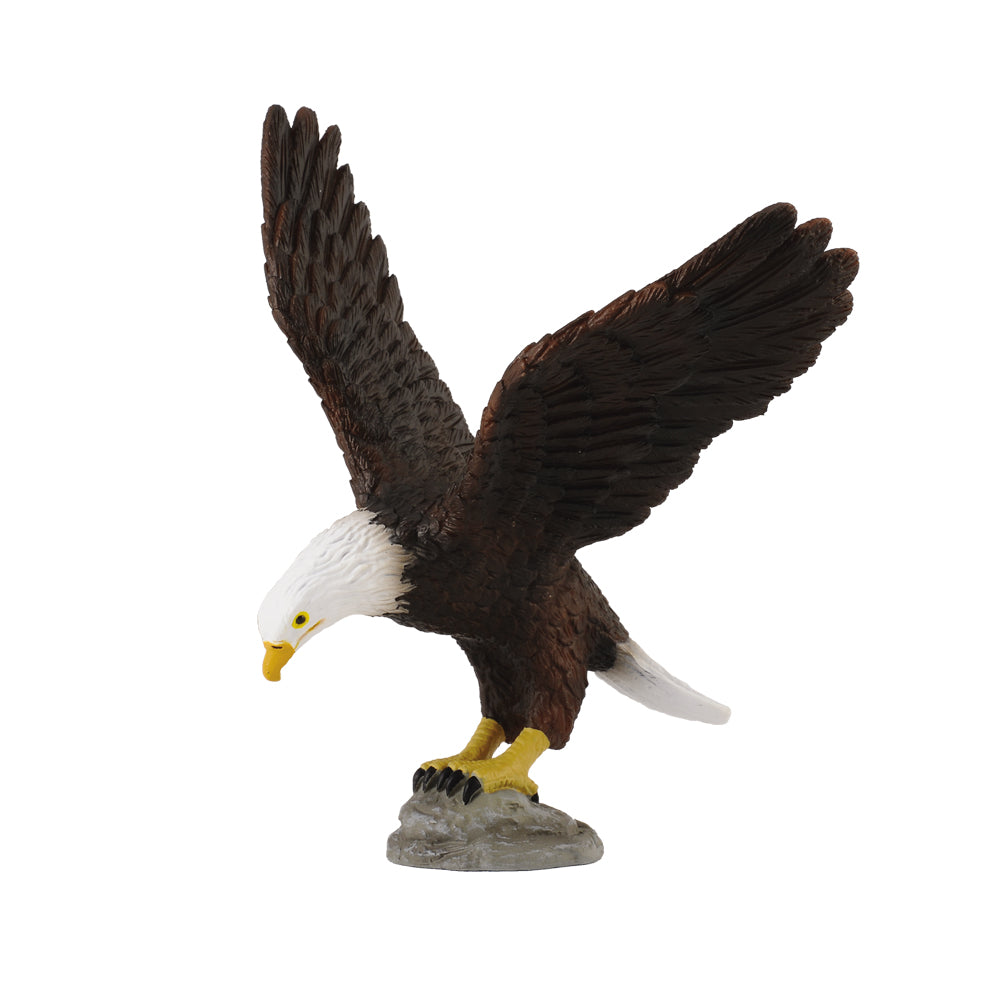 American Bald Eagle (3 Years +)