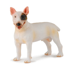 Bull Terrier Male (3 Years +)