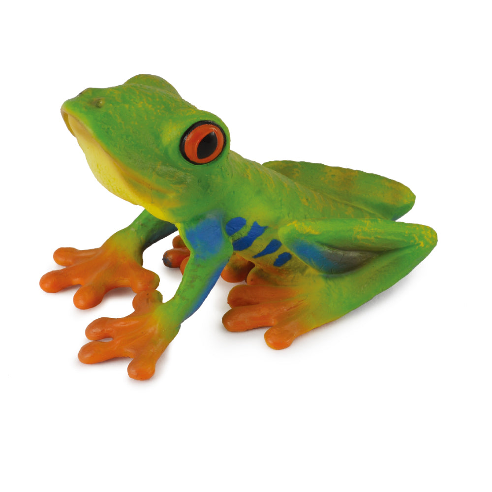 Redeyed Tree Frog (3 Years +)