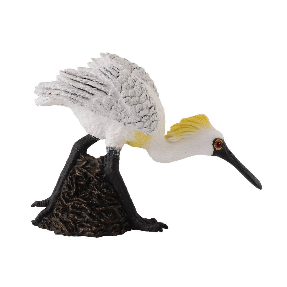Black-faced Spoonbill (Walking) (3 Years +)