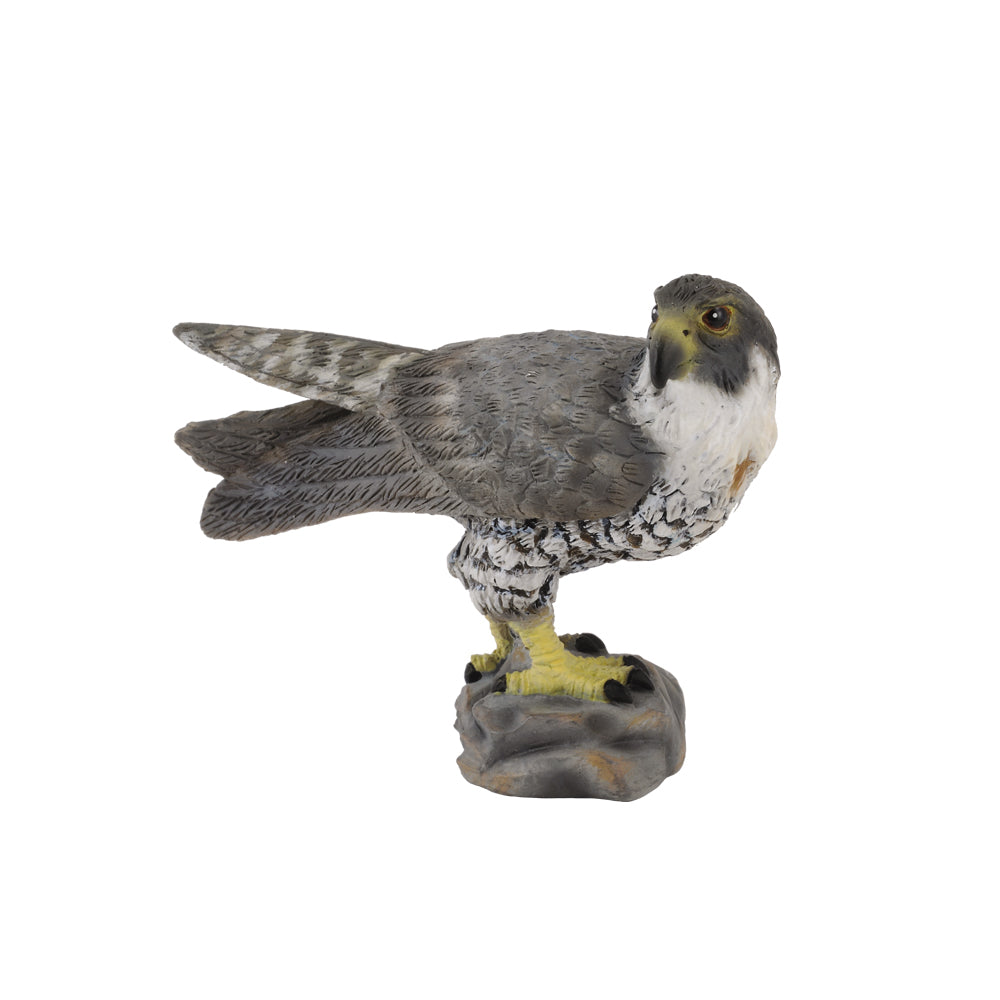 Peregrine Falcon (3 Years +)