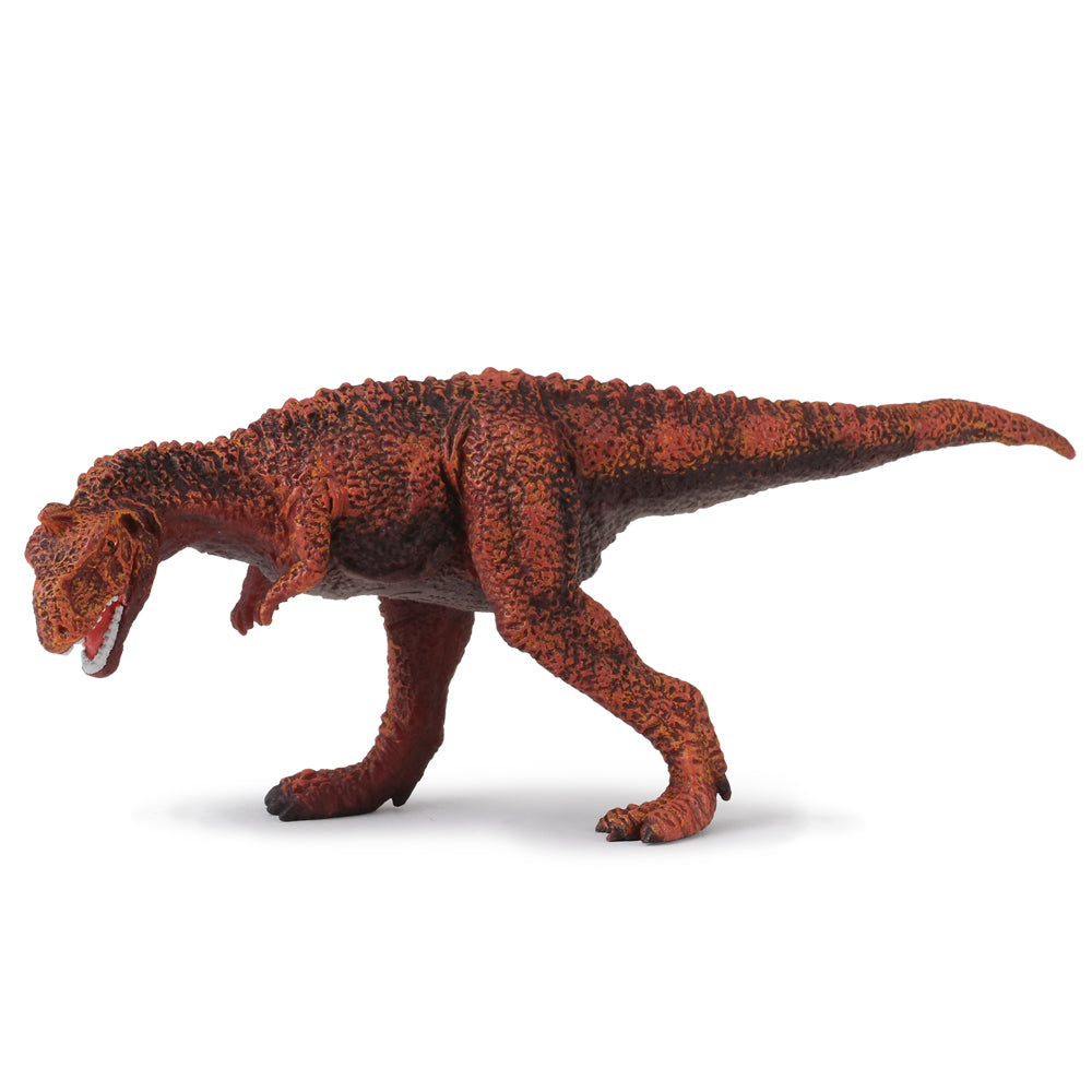 Majungatholus (3 Years +)