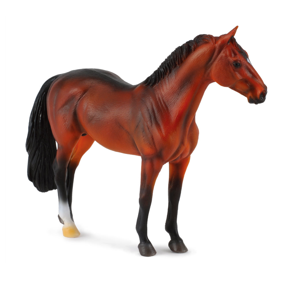 Hanoverian Stallion Bay (3 Years +)