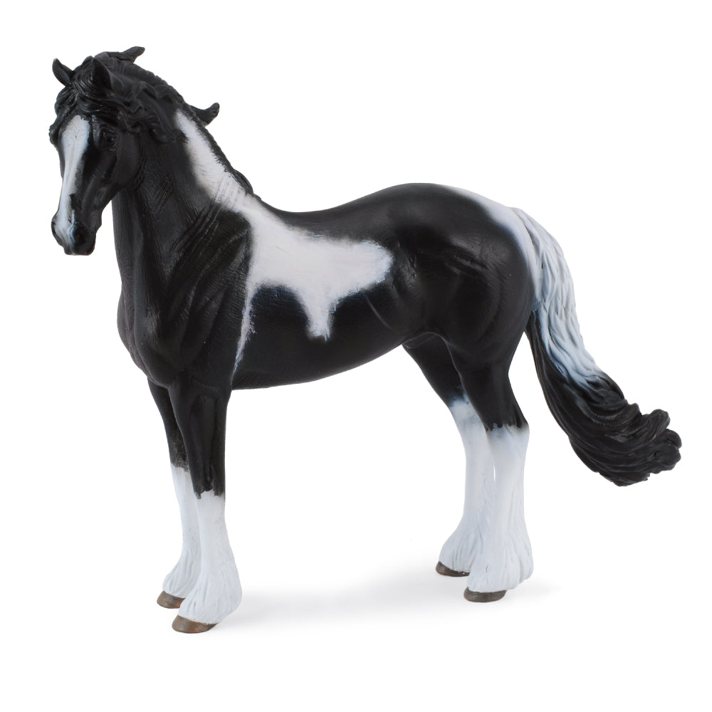 Barock Pinto Stallion (3 Years +)