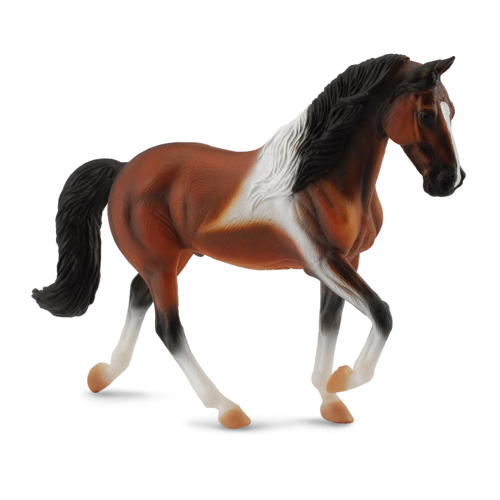 Tennessee Walking Horse Stallion Bay Pinto (3 Years +)