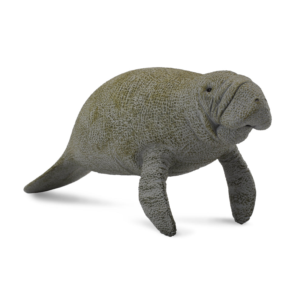 Manatee (3 Years +)