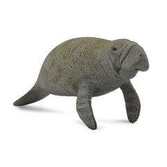 Manatee (3 Years +)