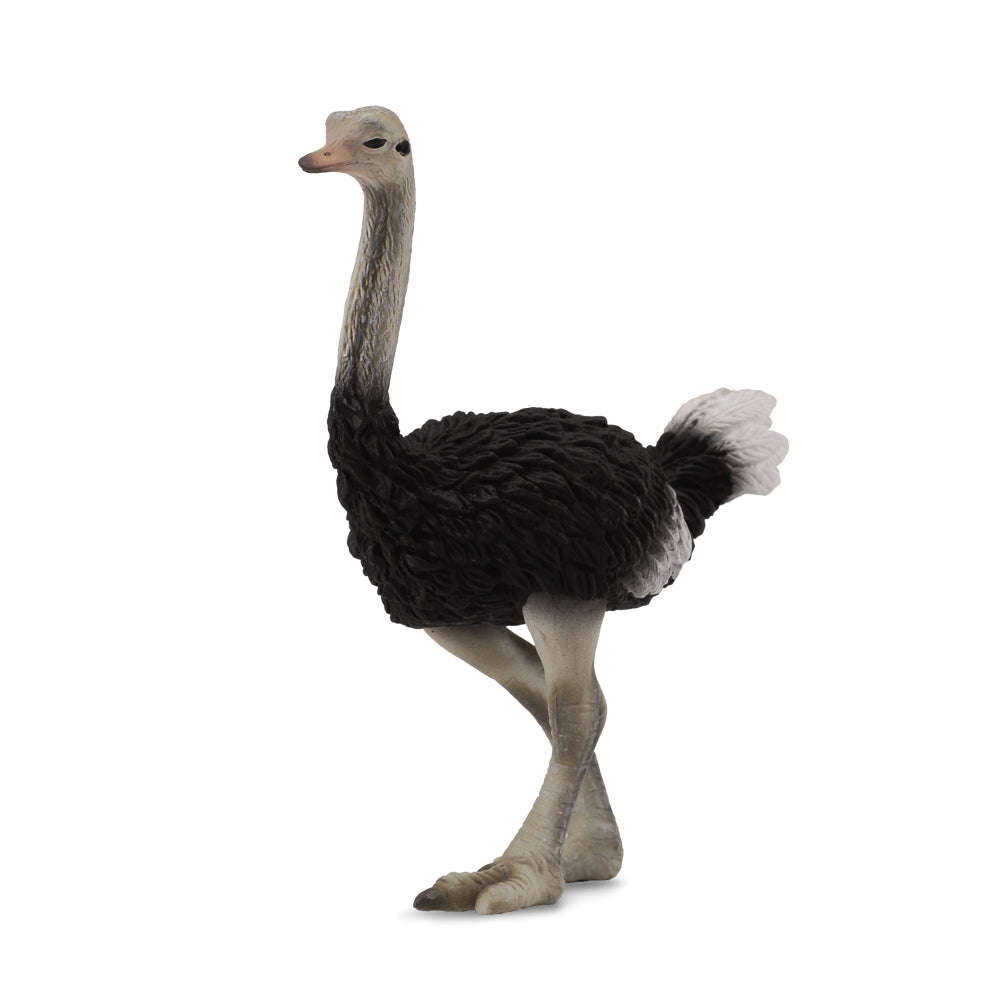 Ostrich (3 Years +)