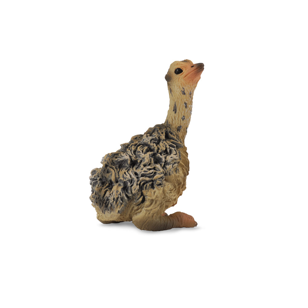 Ostrich Chick Sitting (3 Years +)